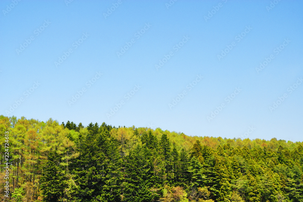 木 空 素材 木 空 素材
