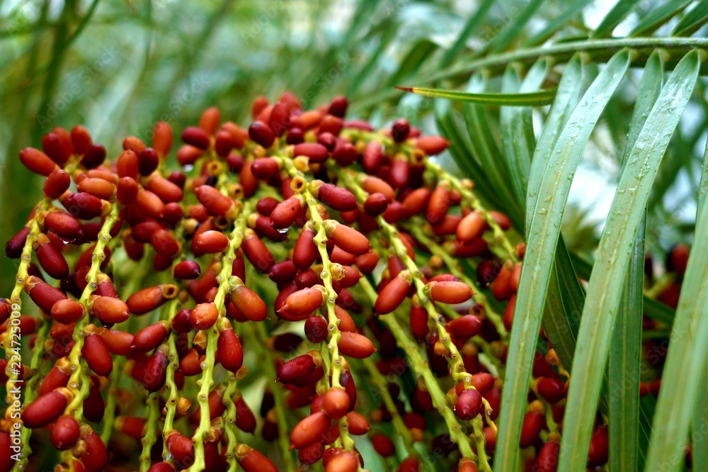 Fruto del hombre Fruto del hombre
