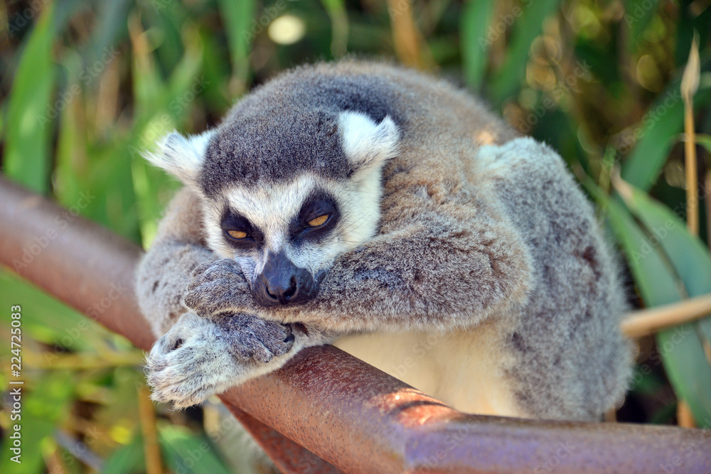 Fototapeta premium lemure in primo piano