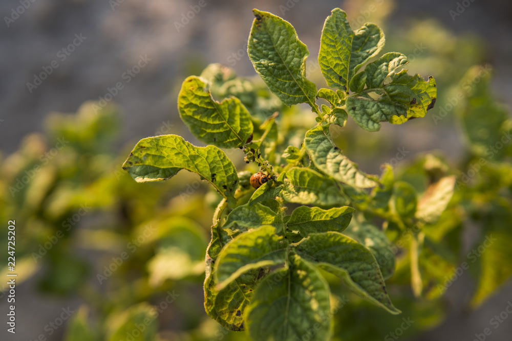 Fototapeta premium Colorado beetle on a sheet of potato bush in the garden. A dangerous pest for agriculture. Macro.