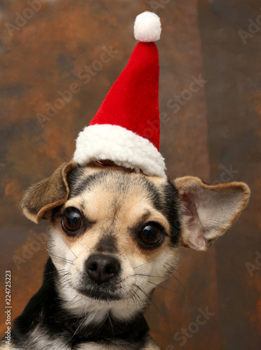 Kleiner niedlicher Hund mit roter Weihnachtsmannm  tze