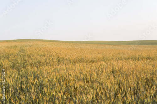 Yellow and green young wheat ears on a field. Ripening ears wheat. Agriculture. Natural product.