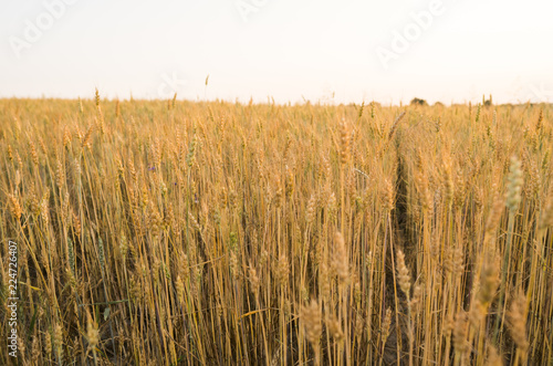 Yellow wheat ears on a field. Ripening ears wheat. Agriculture. Natural product.