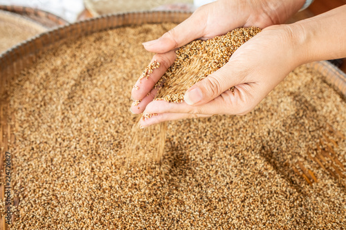 sesame roasted in two hand