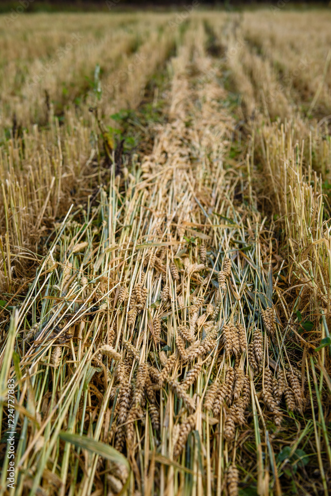 Fototapeta premium Spikes of wheat lie on the field. Cut stems during harvesting.