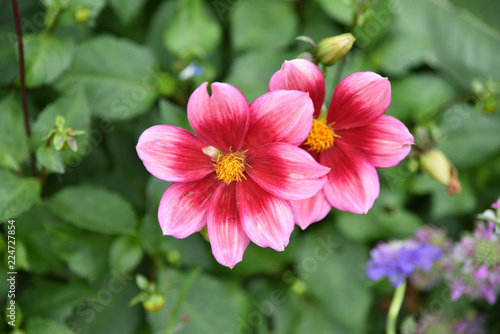 Fototapeta Naklejka Na Ścianę i Meble -  Dahlia rose