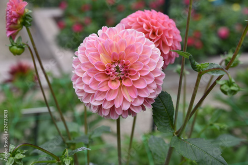 Fototapeta Naklejka Na Ścianę i Meble -  Dahlia rose