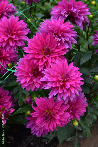 Fototapeta Naklejka Na Ścianę i Meble -  Dahlia rose