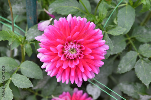 Fototapeta Naklejka Na Ścianę i Meble -  Dahlia rose