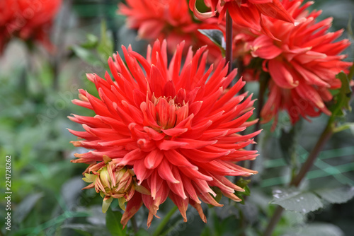 Fototapeta Naklejka Na Ścianę i Meble -  Dahlia cactus rouge
