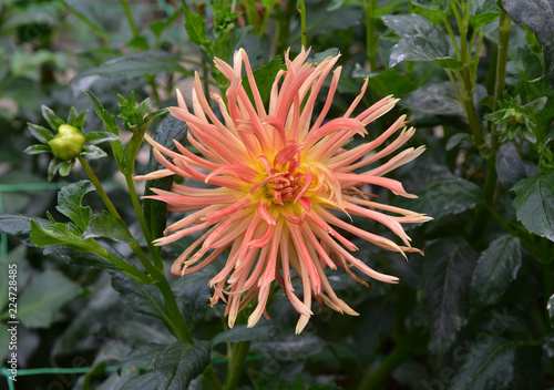 Fototapeta Naklejka Na Ścianę i Meble -  Dahlia cactus rose