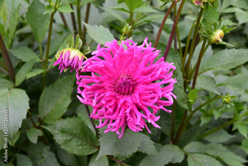 Fototapeta Naklejka Na Ścianę i Meble -  Dahlia cactus rose