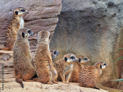 una famiglia di suricati vicino all'ingresso della loro tana © lucio pepi