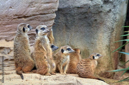 una famiglia di suricati vicino all'ingresso della loro tana