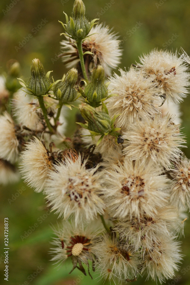meadow wild dandelions