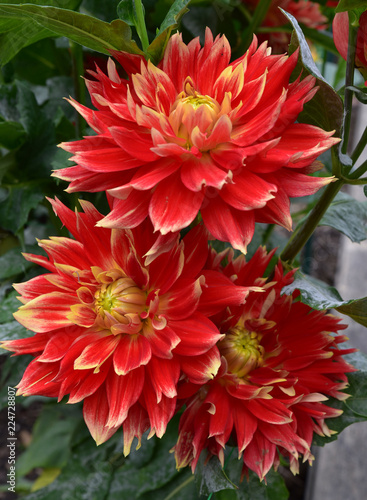 Fototapeta Naklejka Na Ścianę i Meble -  Dahlia rouge