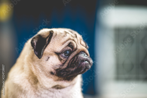 Fototapeta Naklejka Na Ścianę i Meble -  cute dog pug breed have a question and making funny face feeling so happiness and fun,Selective focus,Friendship Concept