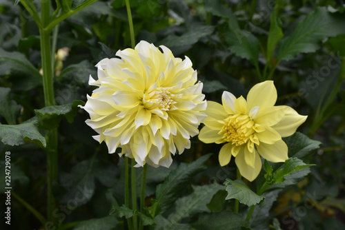 Fototapeta Naklejka Na Ścianę i Meble -  Dahlia jaune