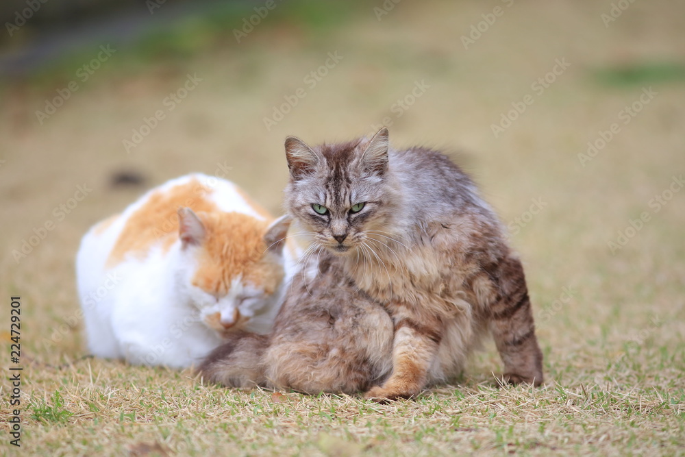 2匹の猫 2匹の猫