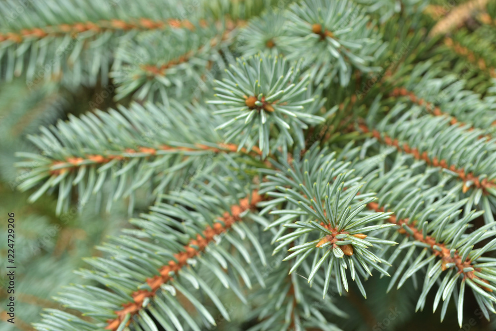 coniferous branches coniferous branches