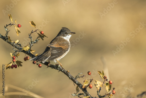 Sylvia conspicillata spain photo