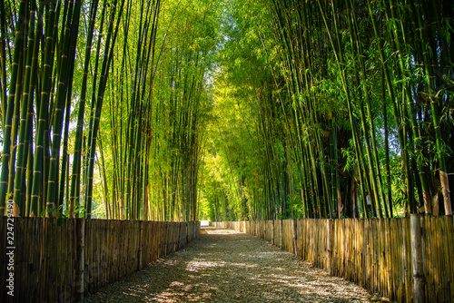 Bamboo Garden forest,Chiang Mai, Thailand