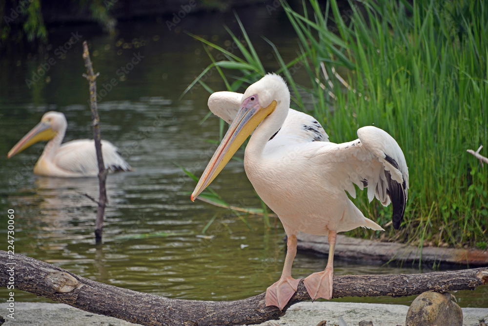 un pellicano in piedi su un tronco vicino all'acqua apre le ali un pellicano in piedi su un tronco vicino all'acqua apre le ali