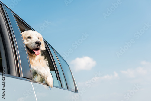 Photography Golden retriever dog looking out car window in front of blue sky
