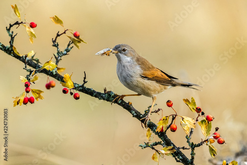 Sylvia conspicillataspain