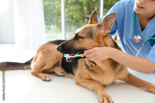 Doctor cleaning dog's teeth with toothbrush indoors. Pet care