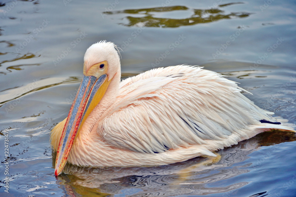 un pellicano nuota e provoca schizzi di acqua sbattendo le ali