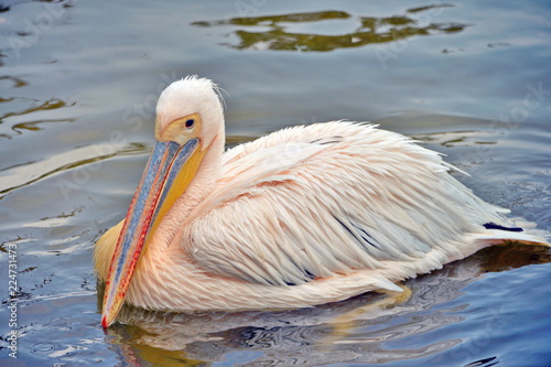 un pellicano nuota e provoca schizzi di acqua sbattendo le ali