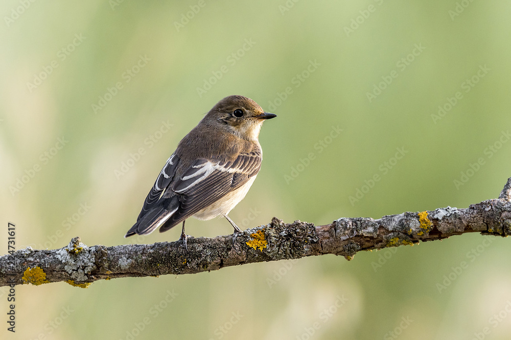 Ficedula hypoleuca Ficedula hypoleuca