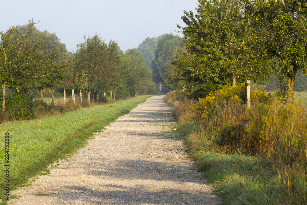 Apple tree-lined dirt road in the light of the morning sun Apple tree-lined dirt road in the light of the morning sun