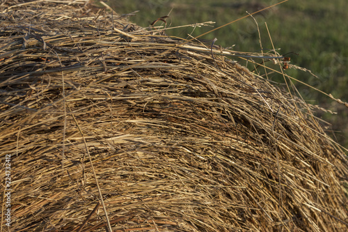 Photophone: texture of yellow and brown hay on the field on a sunny day. Golden harvest in the fall in Russia. photo