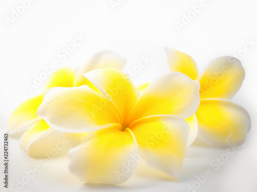 Tropical flowers frangipani  plumeria  on white background.