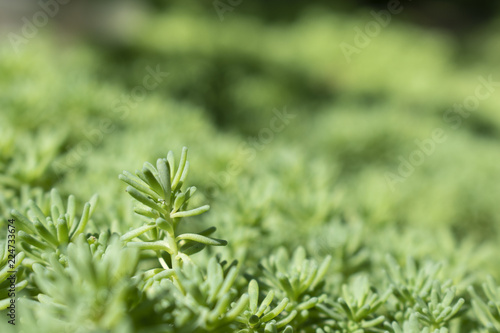 Green background with close up shoot of plant Sedum stonecrop Spanish . Ecology and nature concept