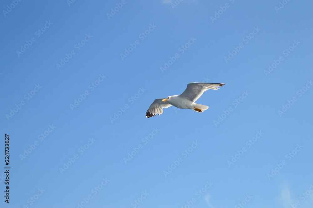 White seagull flying over Saronic Gulf in Greece White seagull flying over Saronic Gulf in Greece