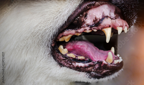 фотографія In selective focus of dog canine tooth and oral medicine in dog,blurry light aro