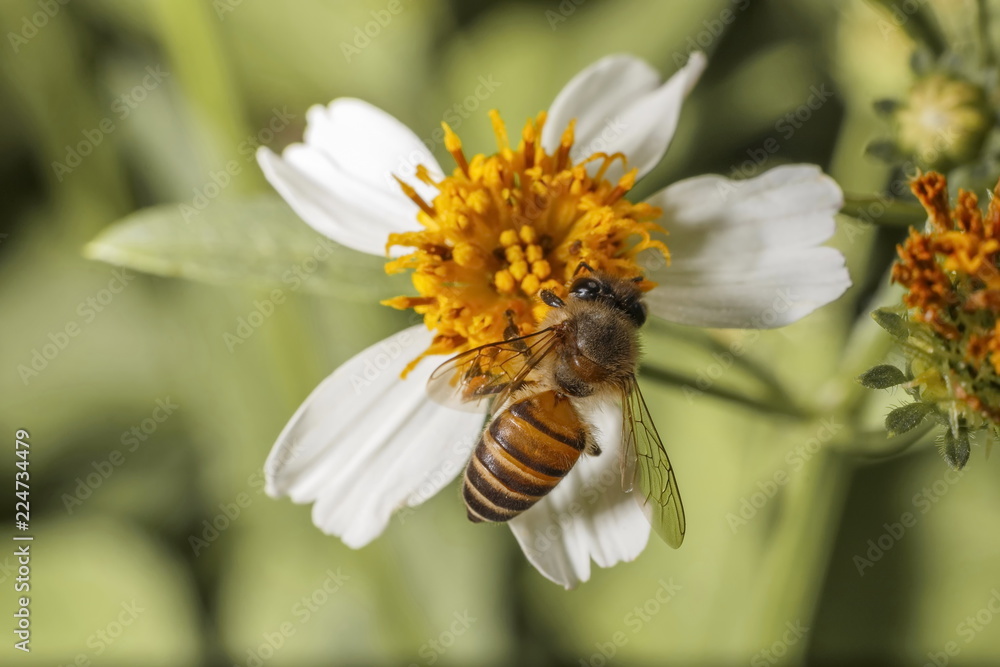 Bees on white flowers have yellow stamens.