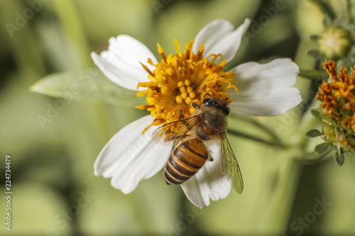 Bees on white flowers have yellow stamens.