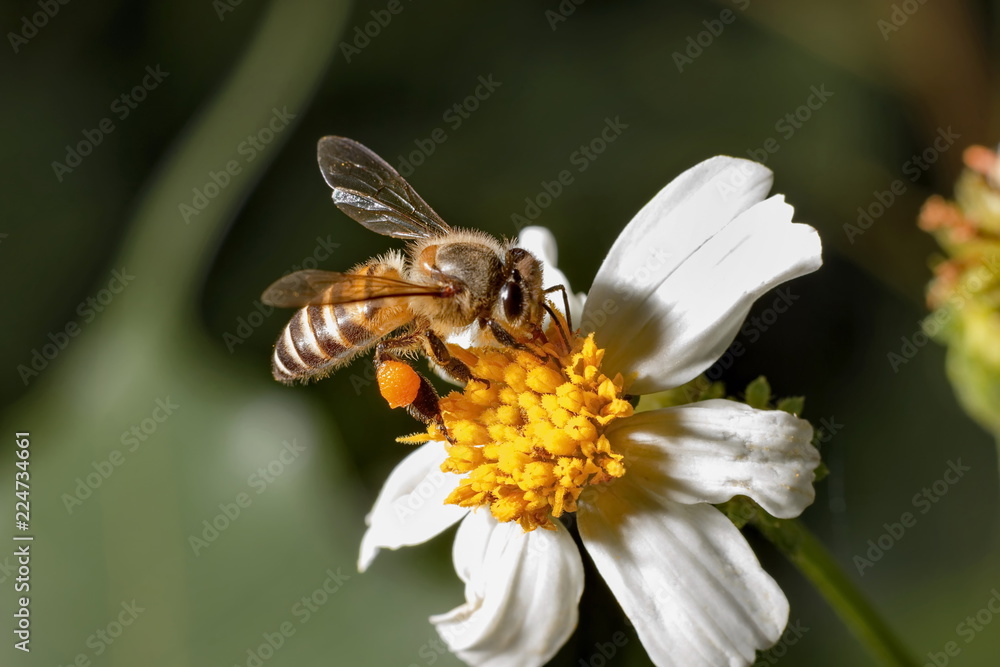 Bees on white flowers have yellow stamens. Bees on white flowers have yellow stamens.