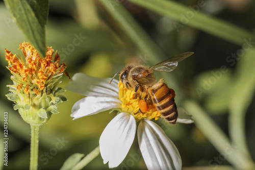 Bees on white flowers have yellow stamens.