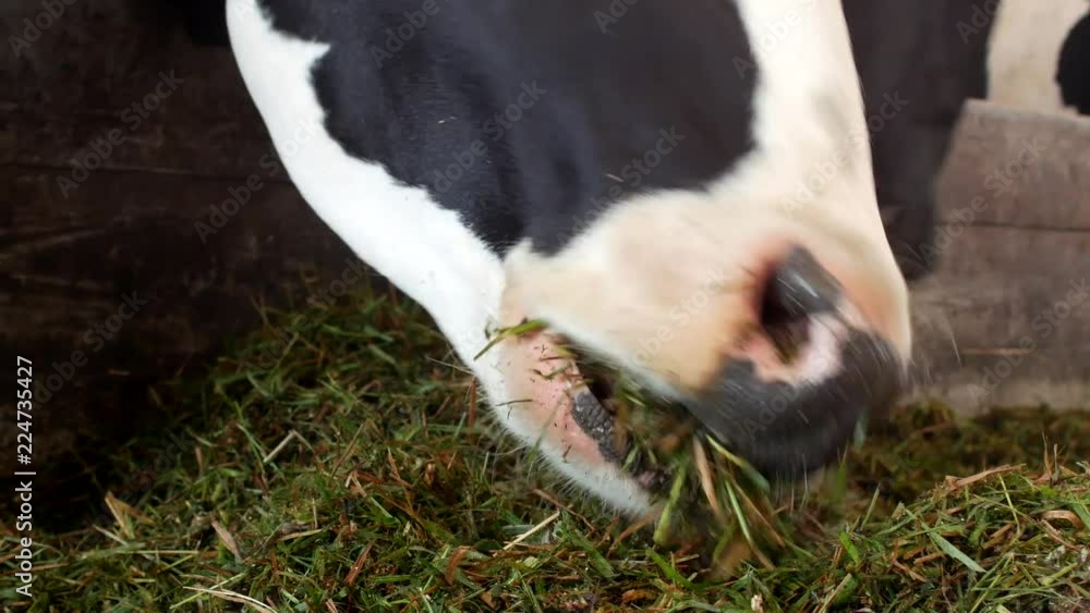 A black cow with white spots stands in the barn and eats grass silage ...