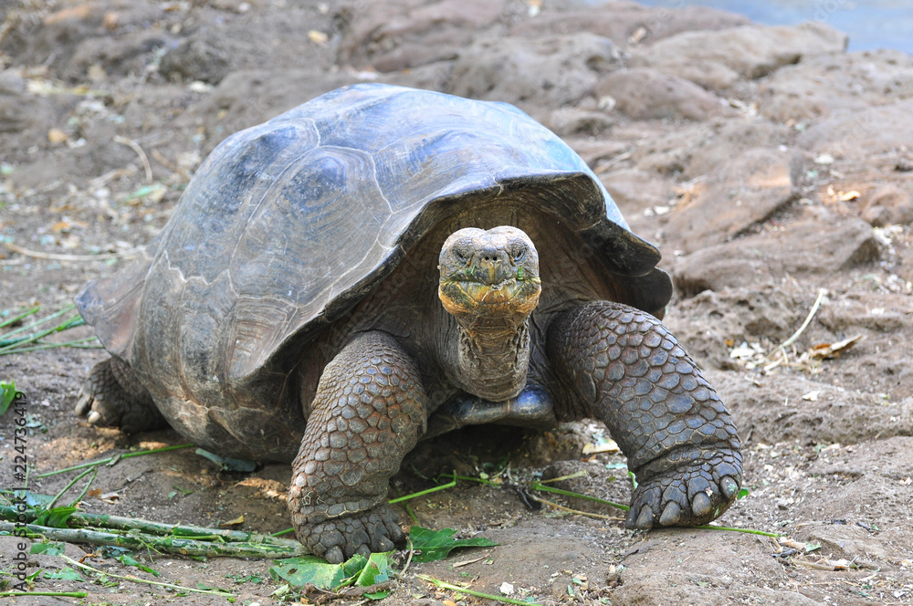Fototapeta premium Galapagos Tortoise
