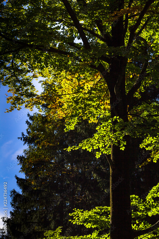 Indian Summer Indian Summer