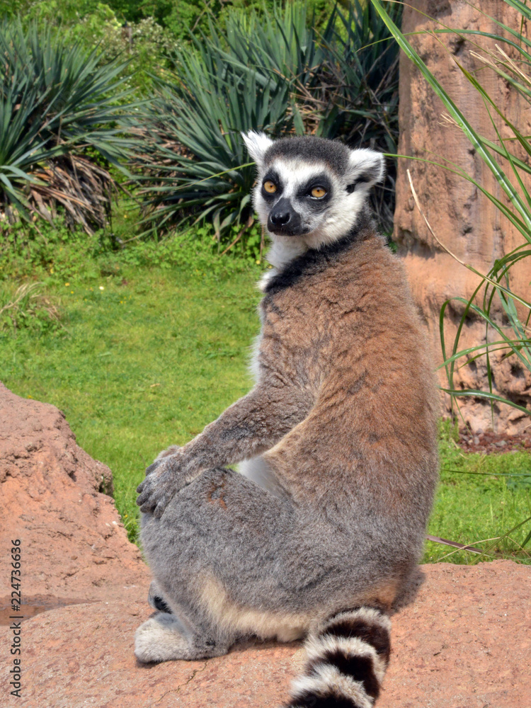 Fototapeta premium lemure visto in primo piano