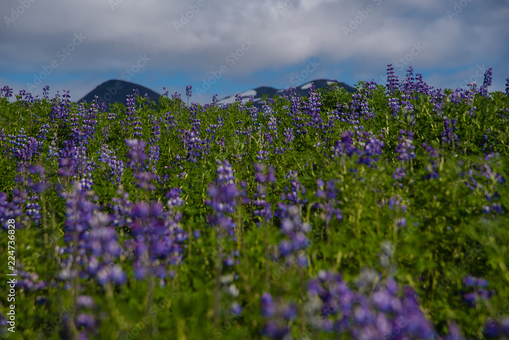 Iceland landscape with field of flowers and distant mountain peaks