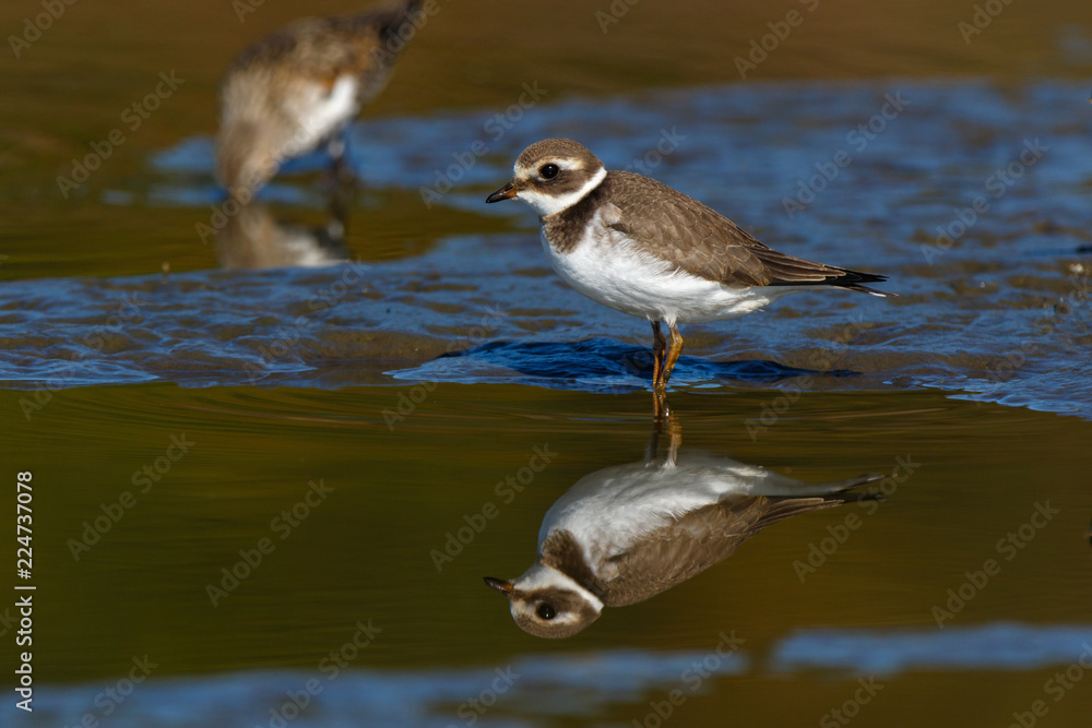Obraz premium Ringed Plover (Charadrius hiaticula).