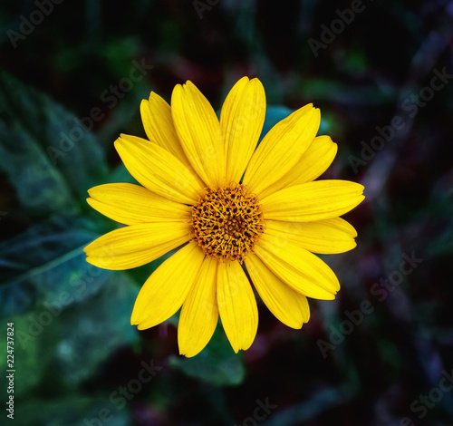  Close view of Arnica herb  blossom photo